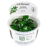 TROPICA 1-2-GROW ANUBIAS BARTERI NANA