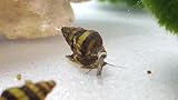 5 x Raubschnecke (Clea Helena)