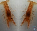 Topbilliger Tiere Orangfarbiger Zwergflusskrebs - Cambarellus patzcuarensis - CPO - Pärchen 1x