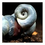 AQ4Aquaristik 3 x Blaue Posthornschnecken, Planorbella duryi, Reinigungscrew, Algenfresser