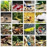 Garnelenglück - Garnelenmix - Neocaridina & Caridina - 10/20/30 Stück (10 Stück)
