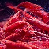 AquabreedingSkill 10 stück red fire Garnelen - Aquarium Garnelen lebend - zwerggarnelen neocaridina friedliche Bewohner für Aquarien Größe 1-1,5 cm
