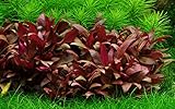 Tropica 1-2-GROW! Mini-Papageienblatt / Alternanthera reineckii 'mini' von TROPICA