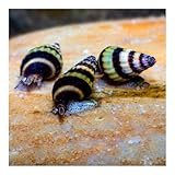 AQ4Aquaristik 3 x Raubschnecke, Clea Helena, Schneckenfresser, Anentome
