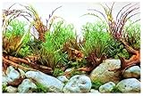 Amtra Croci Rückwandfolie 60 cm x 30 cm Aquarien Rückwand Hintergrund Dekoration Poster