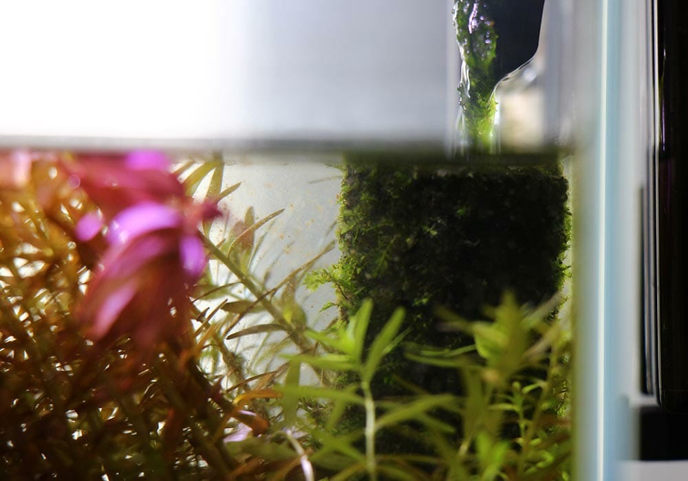 Rucksackfilter im Aquarium 8 Gründe, wieso ich ein Fan bin