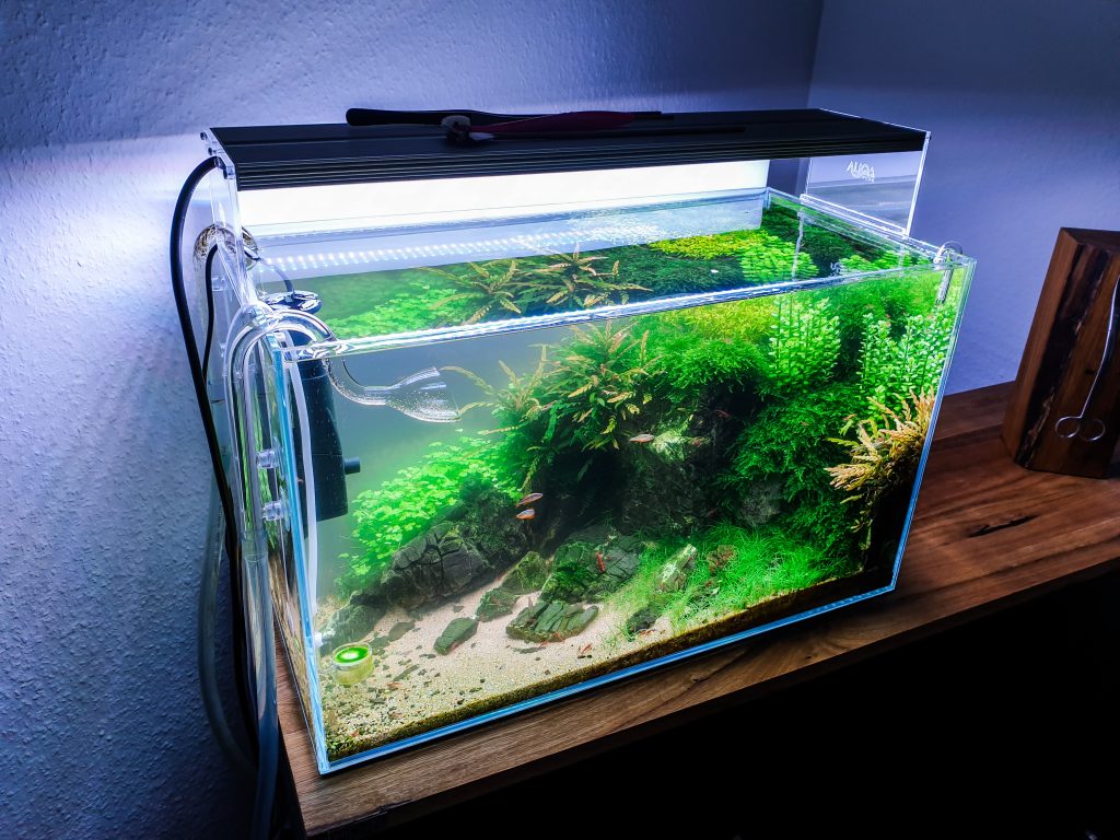 Wie Du milchig trübes Wasser im Aquarium effektiv entfernst!