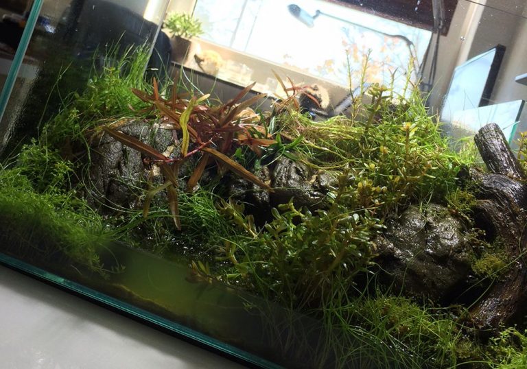 Wie Du milchig trübes Wasser im Aquarium effektiv entfernst!