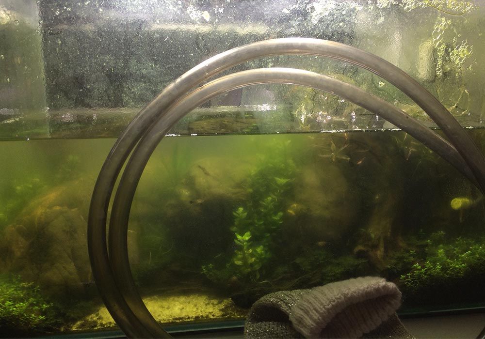 Wie Du milchig trübes Wasser im Aquarium effektiv entfernst!