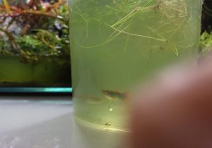 Nach einer Bakterienblüte folgt häufig eine Infusorienblüte