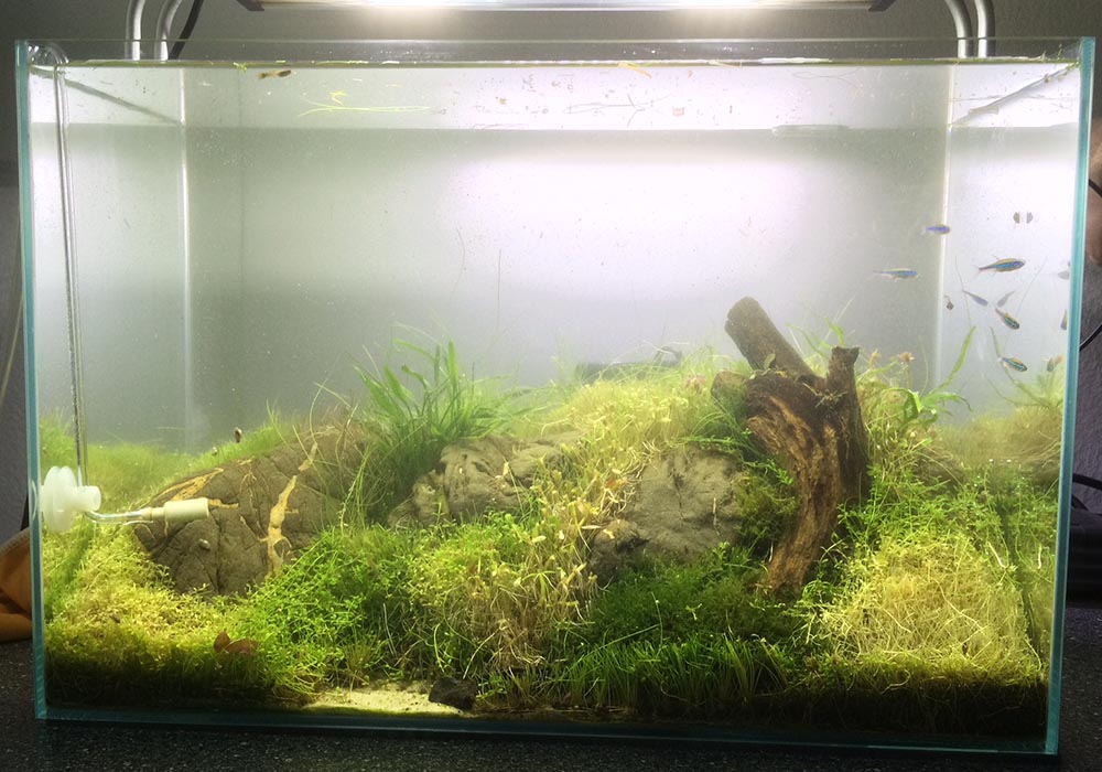 Was ist die Ursache für die Bakterienblüte im Aquarium?