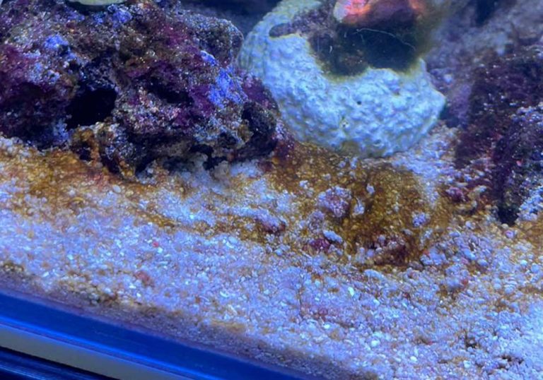 Kieselalgen im Aquarium erkennen + erfolgreich bekämpfen